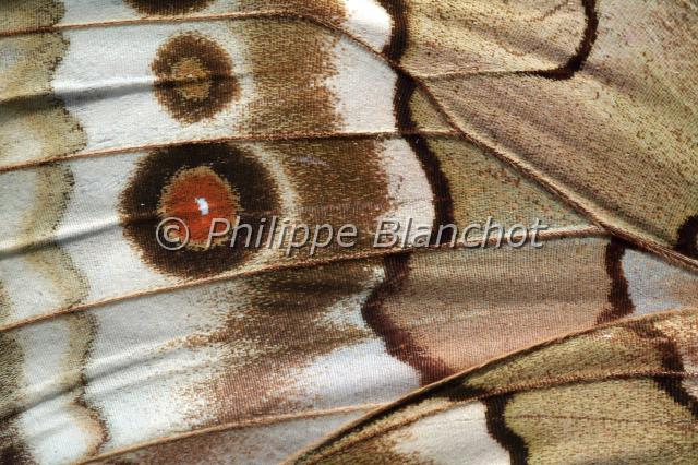 aile stichophthalma louisa.JPG - Gros plan, aile Stichophthalma louisa (verso)Siamese Junglequeen wingLepidoptera, NymphalidaeThailande